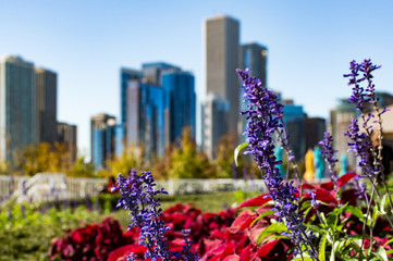 Flowers with Chicago cityscape in the Background.