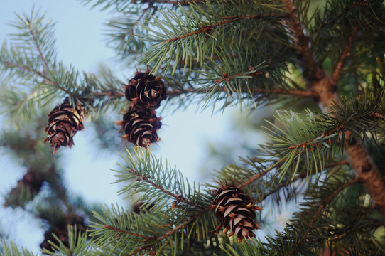 Pinecones in a tree