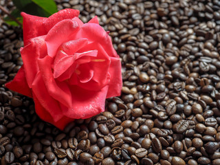 Blooming red rose on the surface of coffee bean
