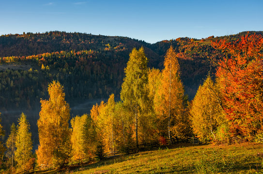 forest with yellow foliage on hillside. beautiful autumnal morning in mountains