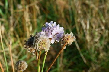 Jesienne polne kwiaty © tadzio1964