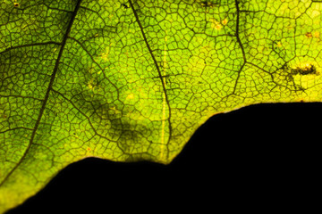 Obraz premium Part of an autumn green maple leaf macro isolated on a black background