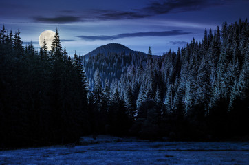 beautiful nature scenery in mountains with spruce forest at night in full moon light