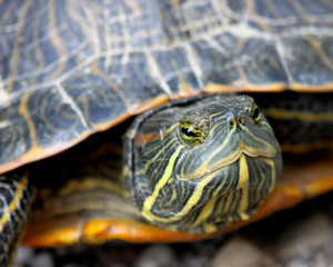 Painted turtle