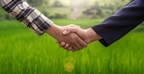 Two businessman standing and shaking hands on rice field