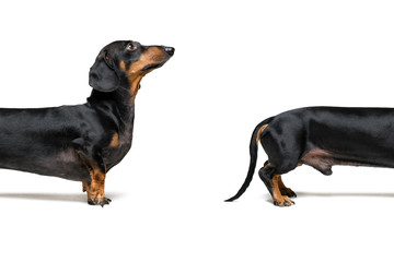 Close-up split a part  dog, breed dachshund, black tan, isolated on white.