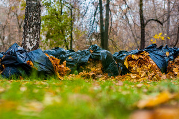 Black plastic bags with collected fallen leaves