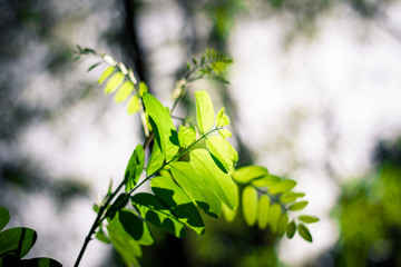 Green acacia leaves on blurred background