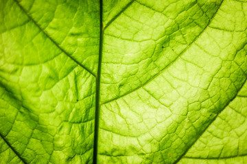 Naklejka na ściany i meble Green leaf background. Close up to epidermis