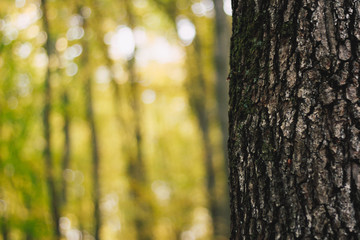 Obraz premium Tree trunk in yellow autumn forest scene