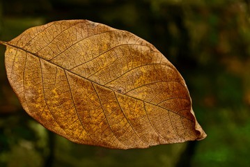 коричневый сухой листок на природе в парке