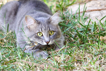 Fototapeta premium Cat with bird in the mouth.