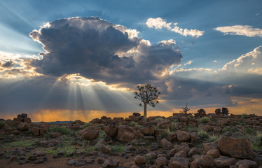 The quiver tree, or aloe dichotoma, Keetmanshoop, Namibia