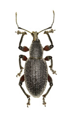 Weevil Otiorhynchus on white Background  -  Otiorhynchus cardiniger (Host, 1789)