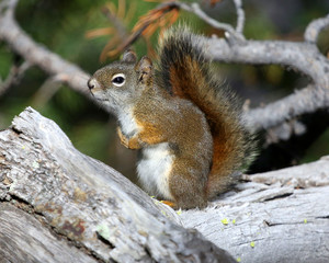 Squirrel