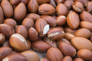 argan nut