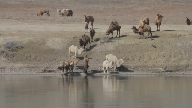 herd of camels graze on the banks of the river