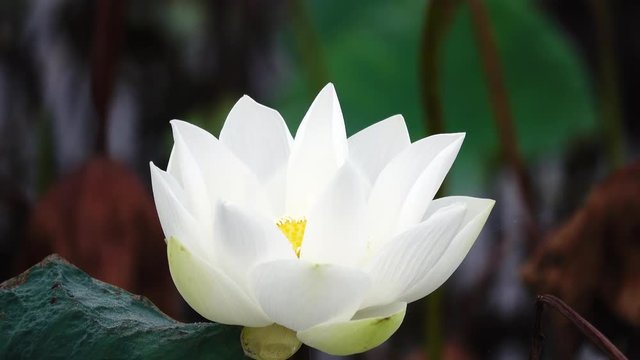 Beautiful flowers background. Beauty blossom white lotus flower, yellow pistil with green leaf background in a country in early morning. Clip 4k high resolution