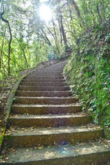 Naklejka premium Stairways into a Forest in Japan