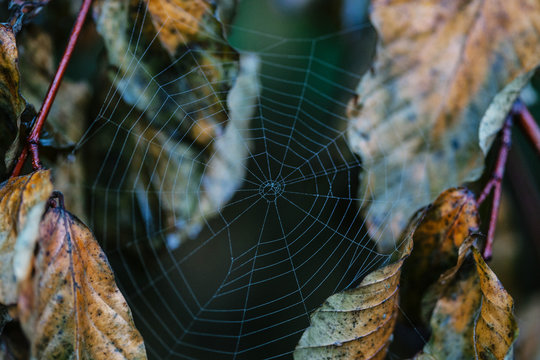 Spider web and autumn leaves.