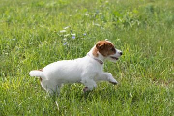 Puppy Jack Russell Terrier is running
