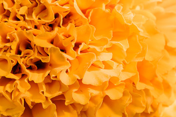 Cempasuchil flower petals closeup