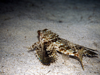 Scuba Diving Malta