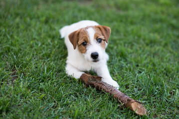 Puppy Jack Russell Terrier plays with a stick