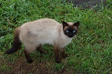 испуганный серо коричневый кот стоит в зелёной траве