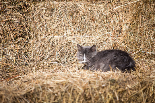 Cat Sleeping On Straw Briquette