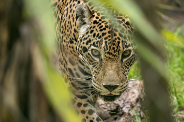 Stalking Jaguar