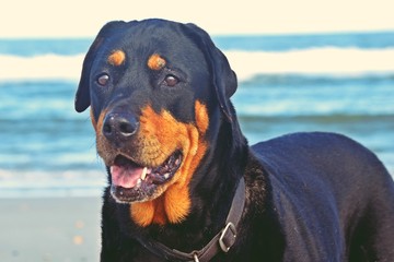 Rottweiler on the beach on Amelia Island, Florida