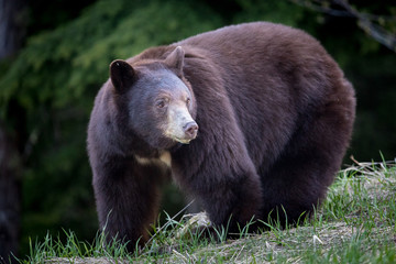 A large black bear chewing grass in a meadow