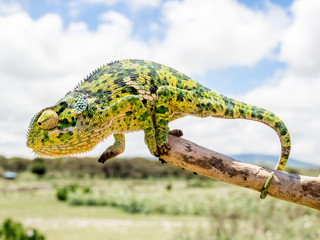 Chameleon © Mathias