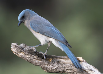 Mexican Jay