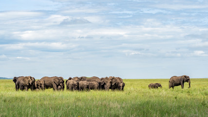 Elephants © Mathias