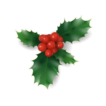 Holly branch with red berries Christmas symbol. Holiday traditional decoration New Year wreath part green leaves. Isolated on white realistic 3d vector illustration