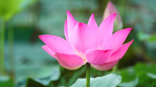 Beautiful flowers background. Beauty blossom pink lotus flower, yellow pistil with green leaf background in a country in early morning. Clip 4k high resolution