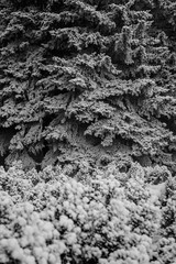 branches of spruce and shrubs are covered with snow