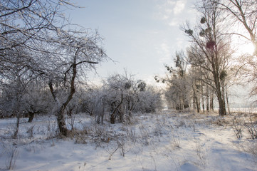 old orchard, trees covered with snow