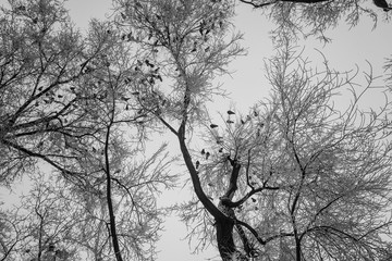 pigeons sit on the branches of the trees covered with hoarfrost