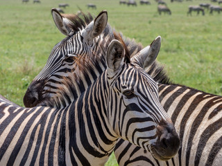 Zebras Cuddling
