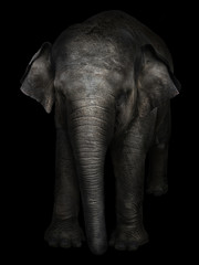 Fototapeta na wymiar big gray elephant on a black background