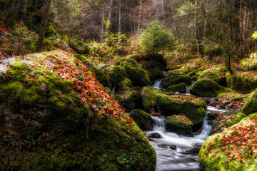The beauty of Fall in an Alpine forest