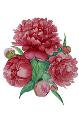 hand painted watercolor peonies on white background