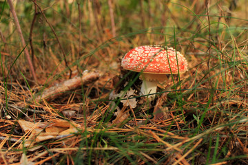 Amanita. Autumn concept. Close up