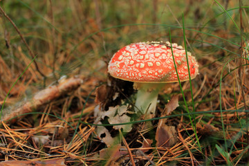 Bright red toadstool amanita. Autumn concept. Close up