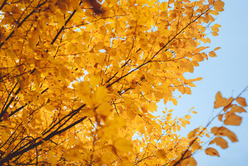Season of beautiful autumn yellow leaves on tree