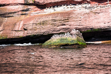 Closeup flock of many black guillemots perched on rock cliff like penguins by Bonaventure island cliff in Perce, Gaspesie, Gaspe region of Quebec, Canada