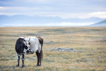 Portrait of an adult female yak in northern Mongolia.